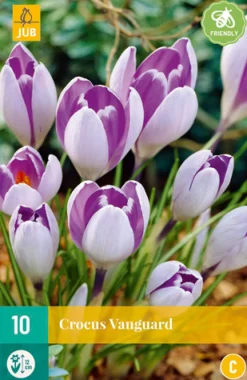 ohgreen 10 crocus vanguard