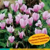 ohgreen 2 cyclamen hederifolium