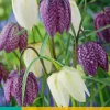 ohgreen 15 fritillaria meleagris mix