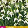 ohgreen 25 galanthus elwesii