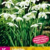 ohgreen 15 galanthus flore pleno