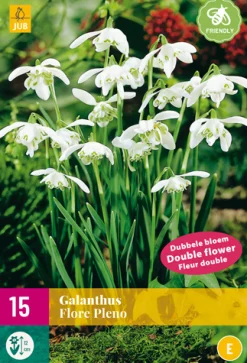 ohgreen 15 galanthus flore pleno