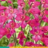 ohgreen 10 gladiolus comm.ssp. byzantinus