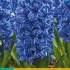 ohgreen 5 hyacinthus blue jacket