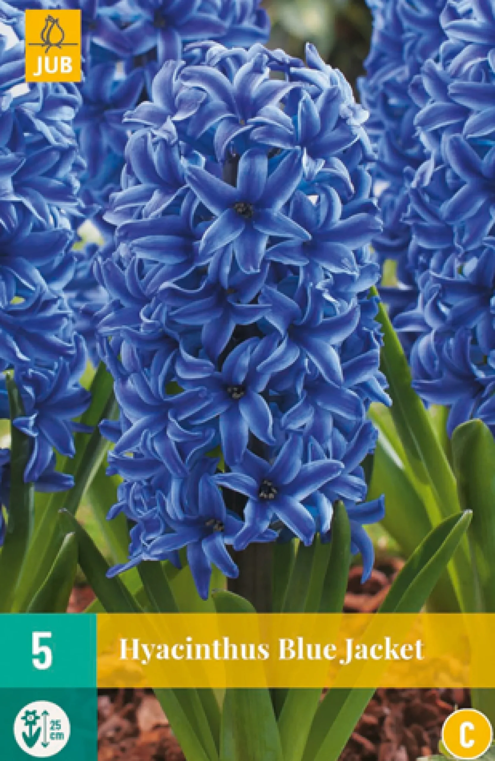 ohgreen 5 hyacinthus blue jacket
