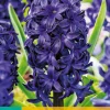 ohgreen 5 hyacinthus blue trophy
