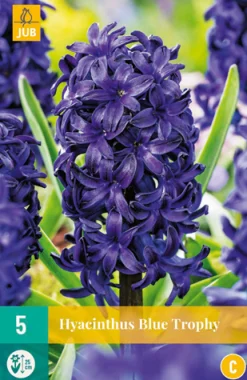 ohgreen 5 hyacinthus blue trophy