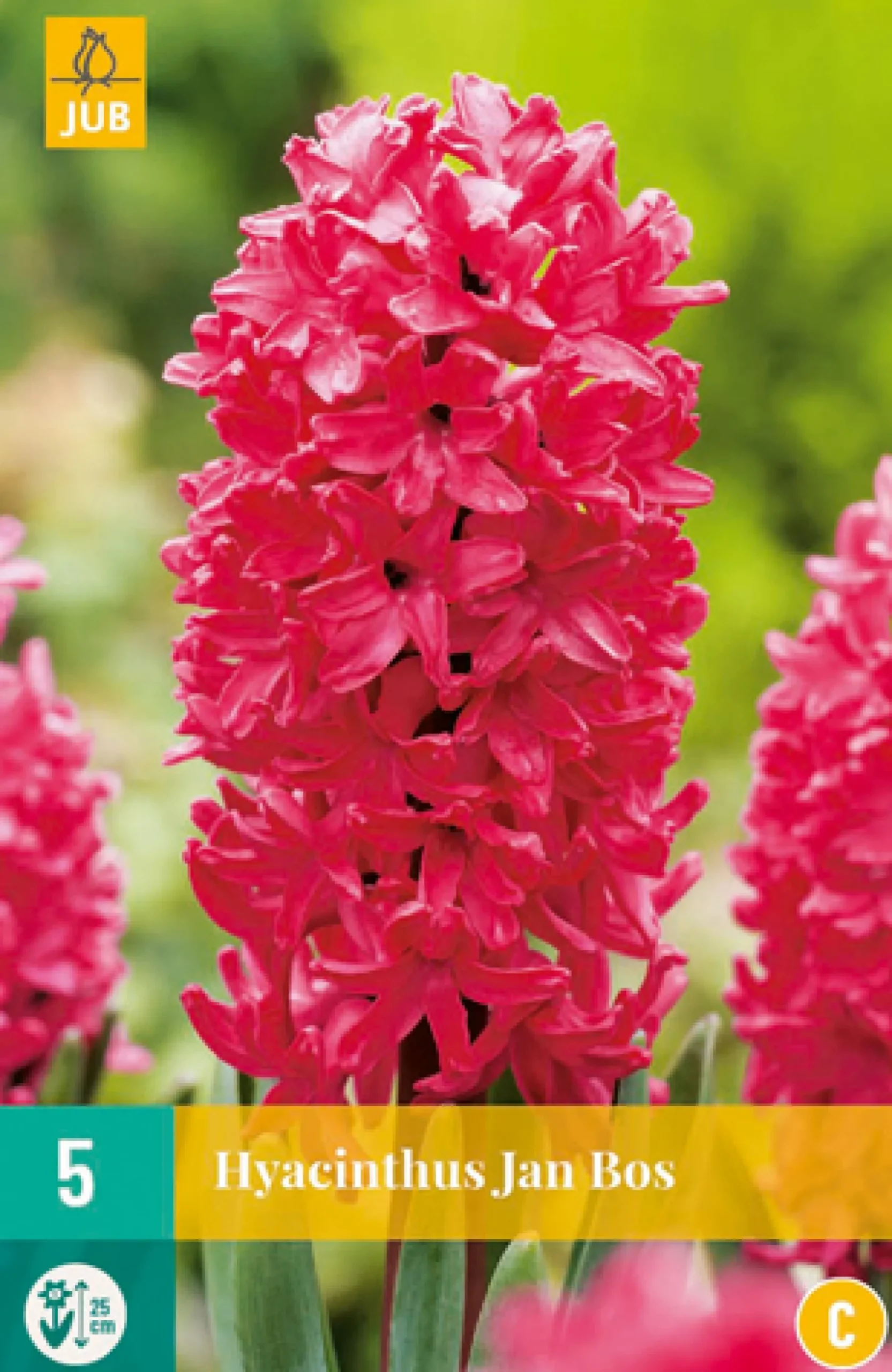ohgreen 5 hyacinthus jan bos