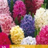 ohgreen 10 hyacinthus mix