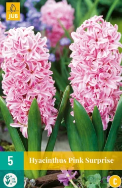 ohgreen 5 hyacinthus pink surprise