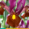 ohgreen 10 iris hollandica red ember