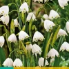 ohgreen 10 leucojum aestivum