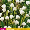 ohgreen 20 leucojum aestivum