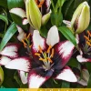 ohgreen 2 lilium aziatisch zwart-wit
