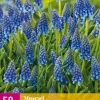 ohgreen 50 muscari armeniacum