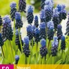 ohgreen 50 muscari latifolium