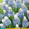 ohgreen 15 muscari mountain lady