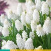 ohgreen 15 muscari white magic