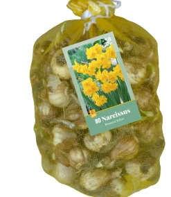 ohgreen 80 narcissus botanisch geel