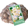 ohgreen 30 narcissus botanisch wit