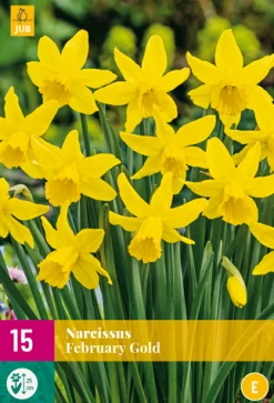 ohgreen 15 narcissus february gold