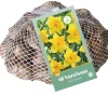 ohgreen 40 narcissus geel