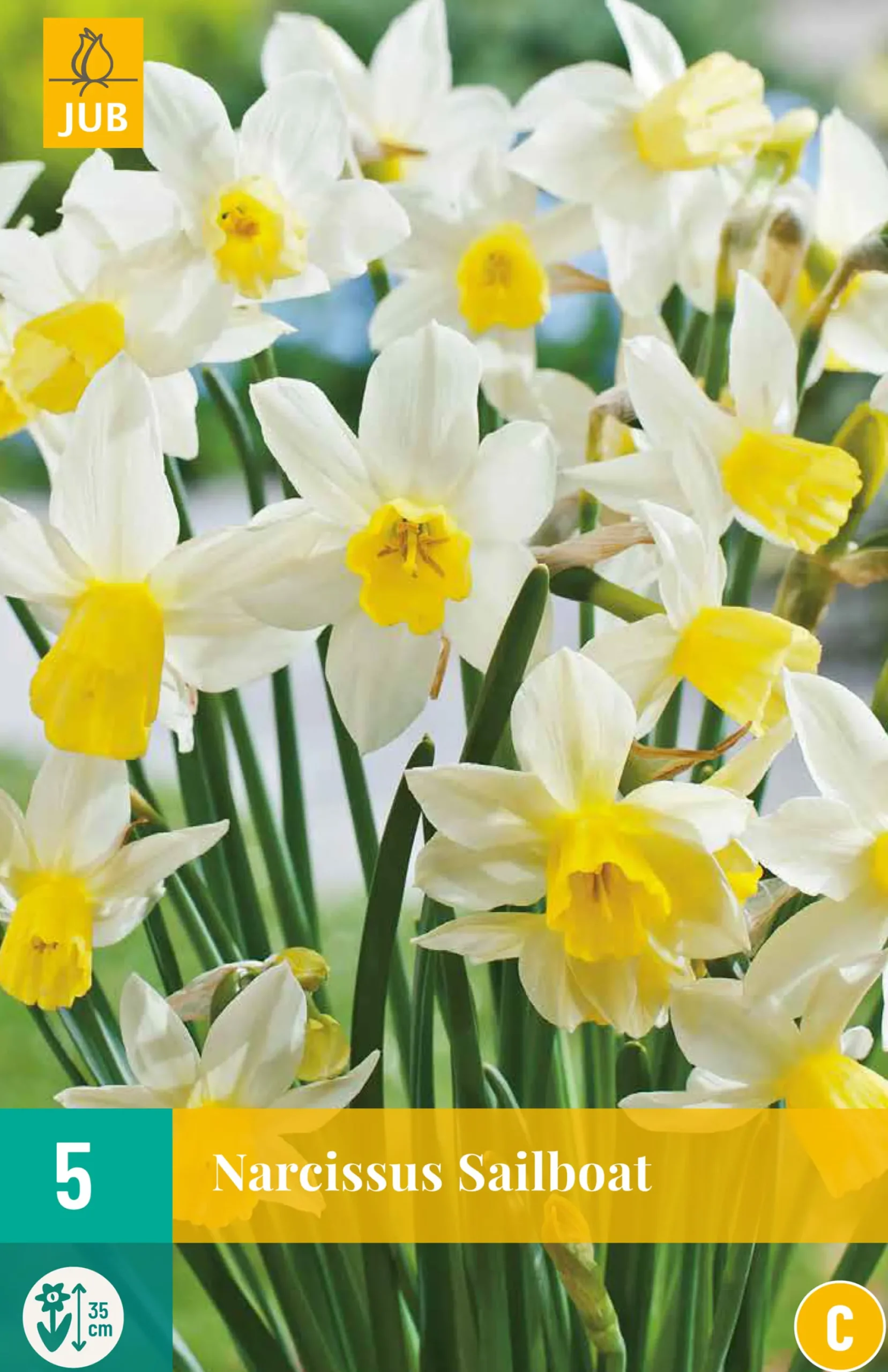 ohgreen 5 narcissus sailboat