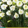 ohgreen 5 narcissus white petticoat