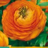 ohgreen 10 ranunculus oranje