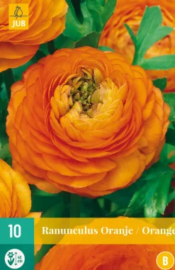 ohgreen 10 ranunculus oranje