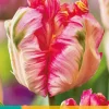 ohgreen 7 tulipa apricot parrot