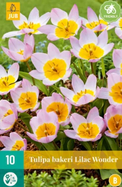 ohgreen 10 tulipa bakeri lilac wonder