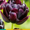 ohgreen 5 tulipa black hero