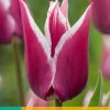 ohgreen 7 tulipa claudia