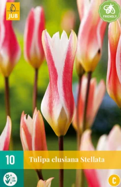 ohgreen 10 tulipa clusiana stellata