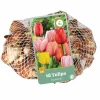 ohgreen 40 tulipa darwin hybride mix