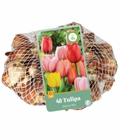 ohgreen 40 tulipa darwin hybride mix