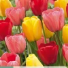 ohgreen 7 tulipa darwin hybride mix