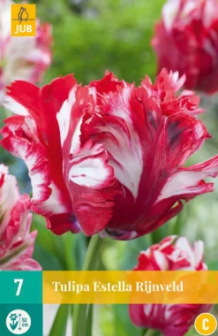 ohgreen 7 tulipa estella rijnveld
