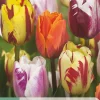 ohgreen 7 tulipa flaming beauty mix