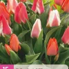 ohgreen 15 tulipa greigii mix