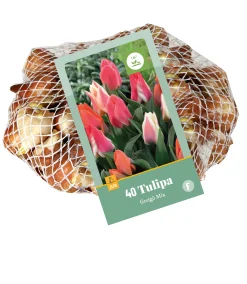 ohgreen 40 tulipa greigii mix