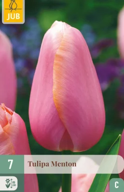 ohgreen 7 tulipa menton