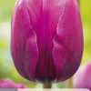 ohgreen 7 tulipa negrita