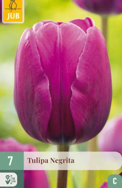 ohgreen 7 tulipa negrita