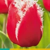 ohgreen 7 tulipa new santa