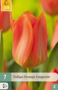ohgreen 7 tulipa orange emperor