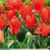 ohgreen 7 tulipa oriental beauty