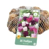 ohgreen 35 tulipa pastel mix