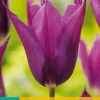 ohgreen 7 tulipa purple dream